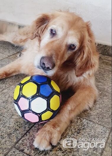 Homenagem da Funerais Pet a cachorrinha Brisa -