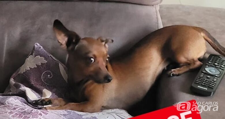 Cachorrinha Belinha desaparece na região do Bicão -