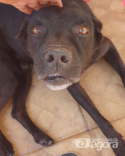 Homenagem da Funerais Pet ao cachorrinho Thor - Crédito: Divulgação