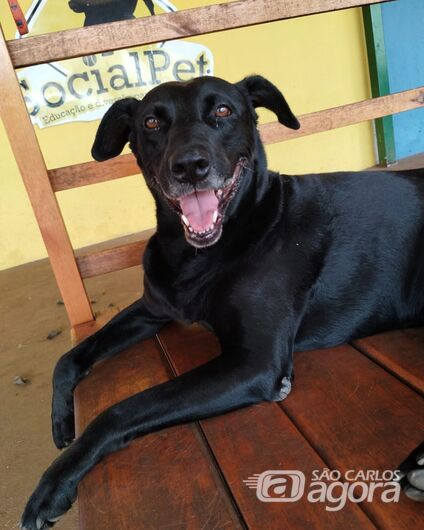 Homenagem da Funerais Pet à cachorrinha Tamu -