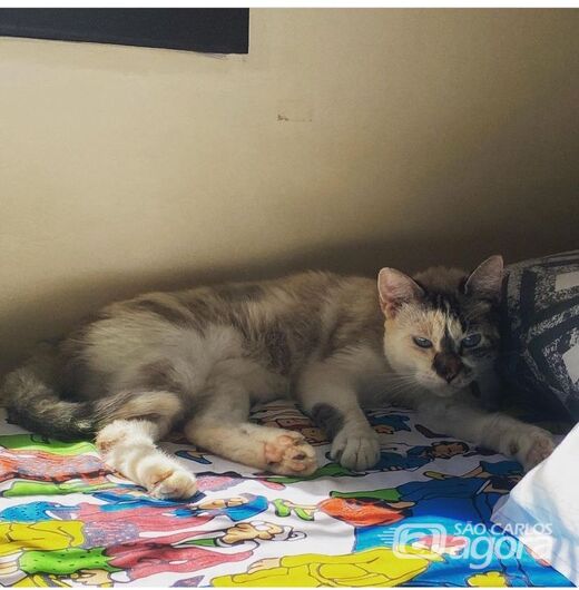 Homenagem da Funerais Pet à gatinha Maria Bonita -