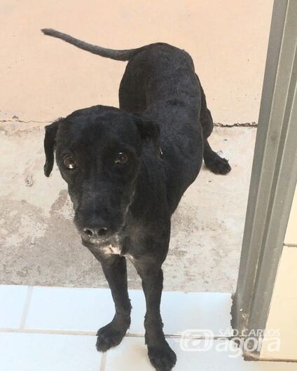 Homenagem da Funerais Pet à cachorrinha Amora -