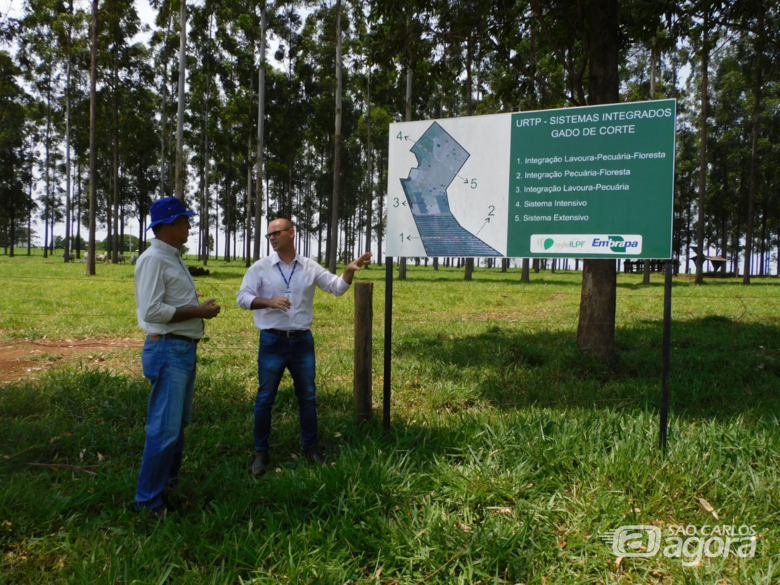 Área de Integração Lavoura-Pecuária-Floresta, na Embrapa Pecuária Sudeste - Crédito: Ana Maio/SFA-SP