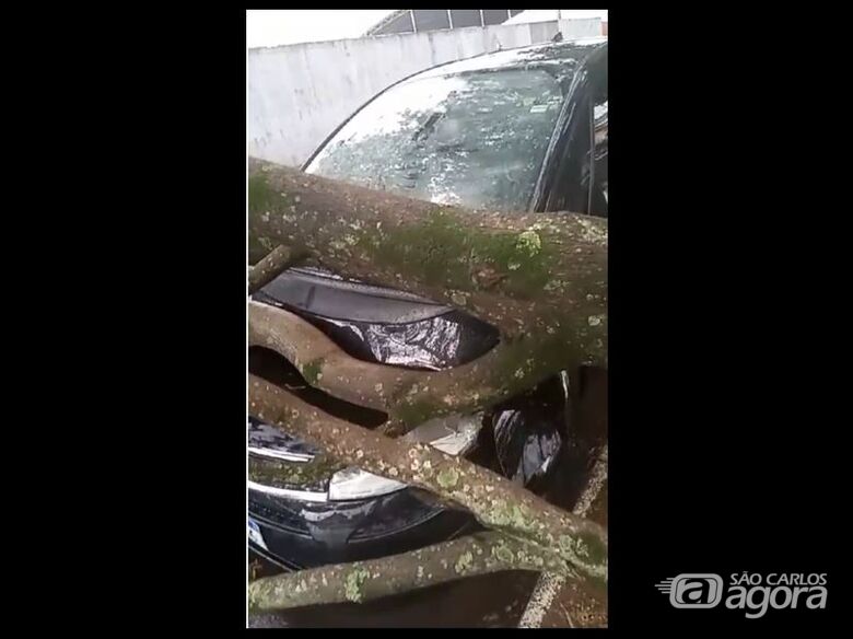 Durante chuva forte, árvore cai sobre carro no Jardim Ipanema; veja o vídeo - 