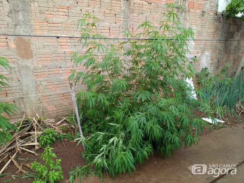 PM descobre plantação de maconha no quintal de uma casa em Ibaté  - Crédito: Rota das Notícias
