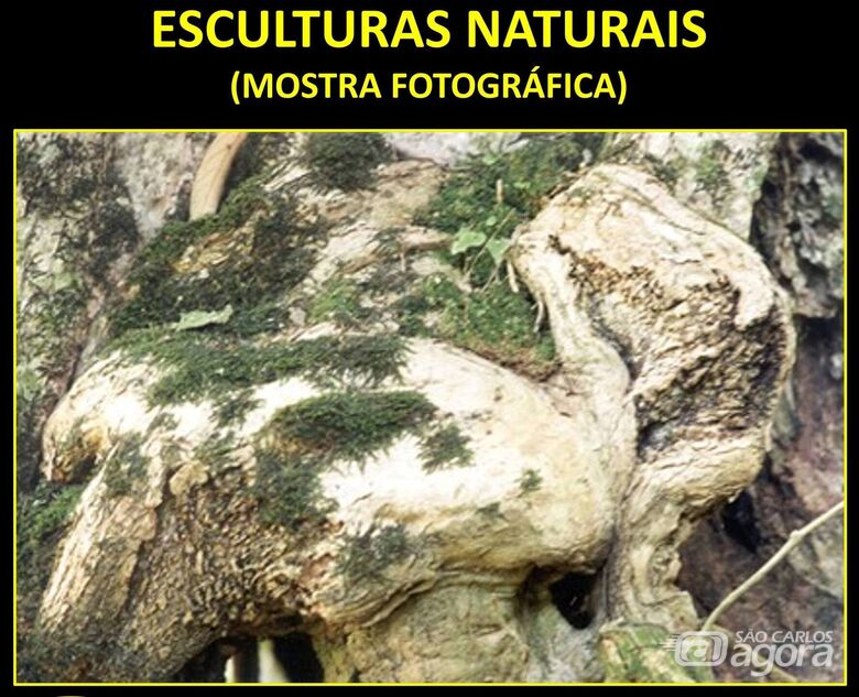 Exposição de fotos “Esculturas Naturais” será aberta no dia 17 - Crédito: Divulgação