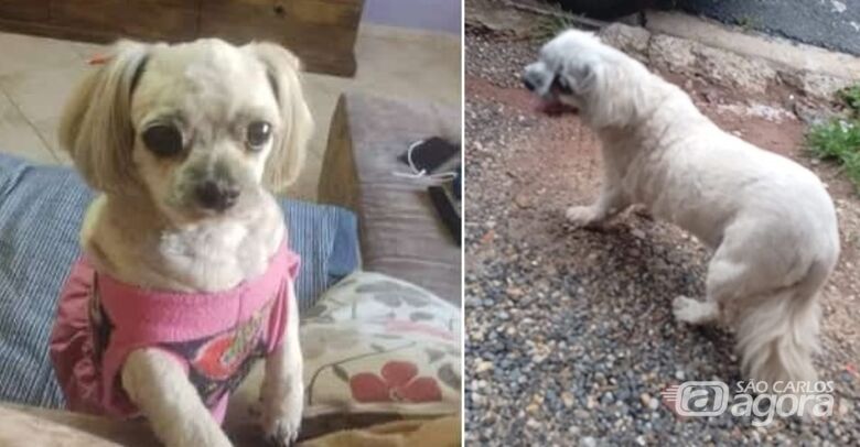 Cachorrinha Preta desaparece na região do Jardim dos Coqueiros -