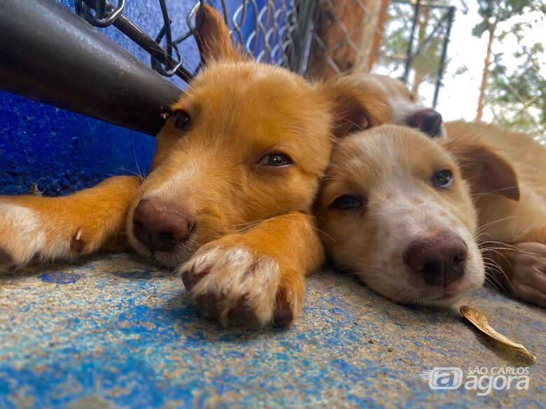 Animais do Centro de Zoonoses de Ibaté esperam por um lar - Crédito: Arquivo/São Carlos Agora