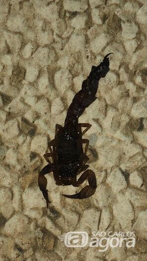 Imagem ilustrativa - Crédito: Divulgação