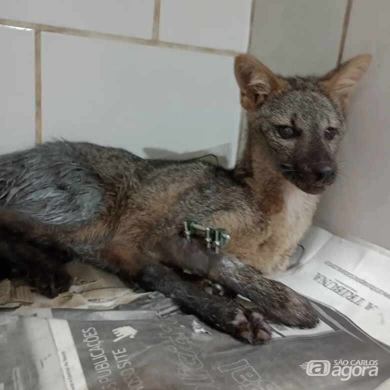 EIXO SP socorre filhote de cachorro-do-mato ferido em rodovia da região - Crédito: divulgação