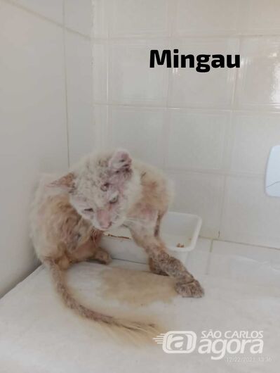 Homenagem da Funerais Pet ao gatinho Mingau - 