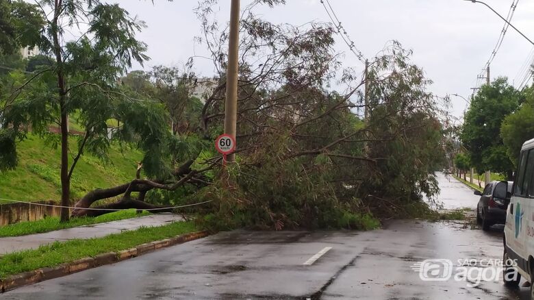Árvore de grande porte caiu na região do Sesc - Crédito: Maycon Maximino