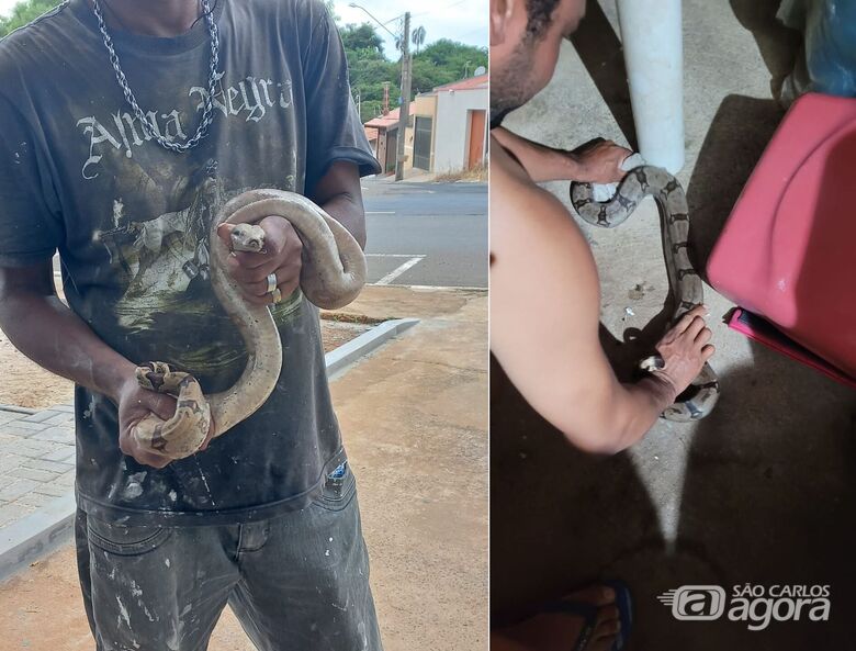 Cobras são capturadas em dois bairros de São Carlos - 