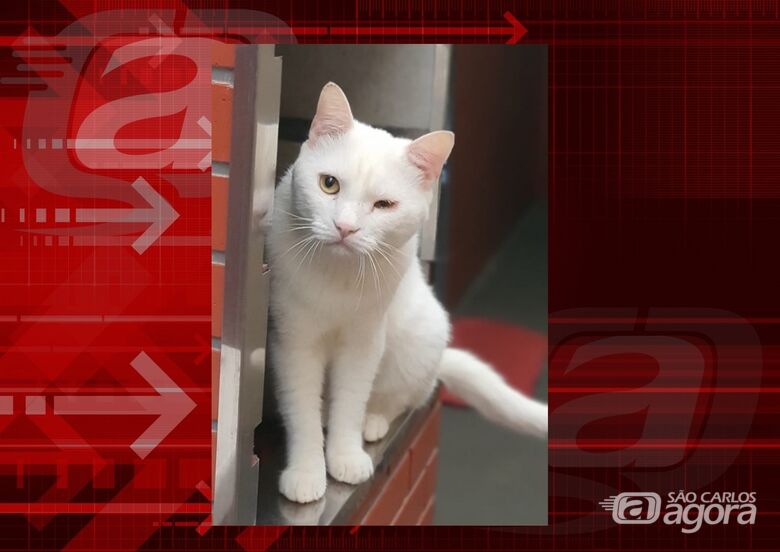 Procura-se gatinho Pitty que desapareceu na região do Cruzeiro do Sul - 