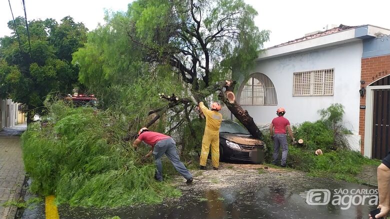 Bombeiros trabalham no corte da árvore que caiu em cima de um Gol - Crédito: Maycon Maximino