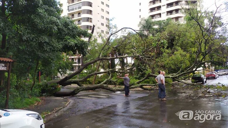 Árvore de grande por caiu durante a chuva na tarde de quinta em São Carlos - Crédito: Maycon Maximino