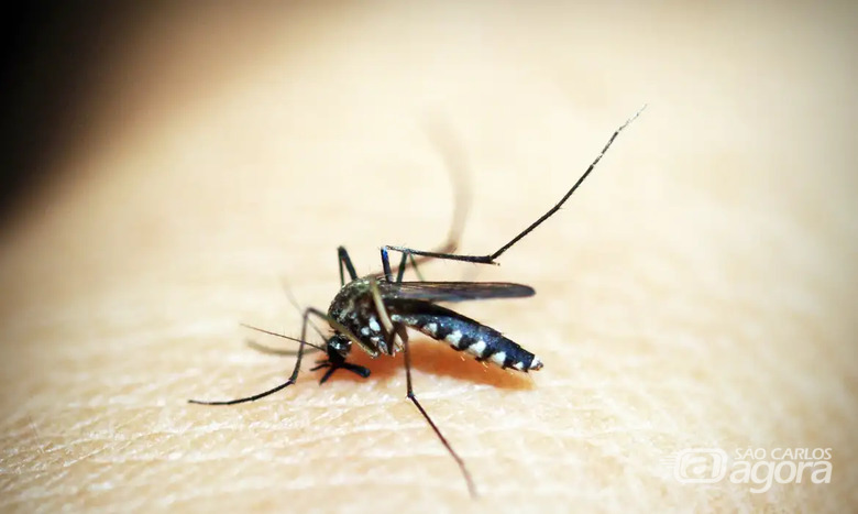 Mosquito da Dengue - Crédito: Pixabay