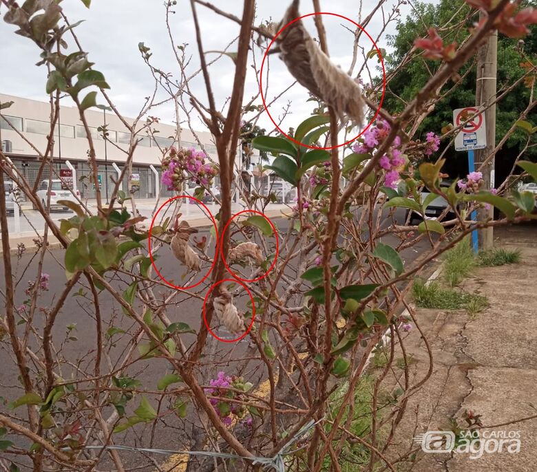 Taturanas encontradas em árvore na frente da pista de Skate do Santa Felícia  - Crédito: arquivo pessoal