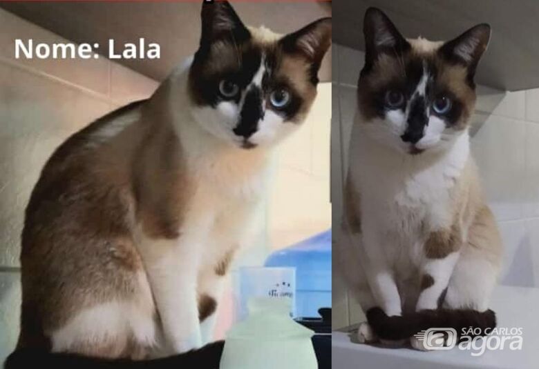 Procura-se gatinha Lala que desapareceu na região do Santa Paula - 