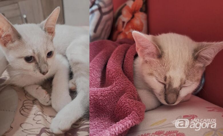 Gatinho Apolo desaparece na região do Cidade Aracy -