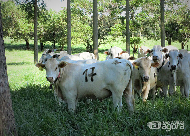 Conforto térmico afeta o desempenho dos bovinos. Resultados do estudo podem incentivar o pecuarista a implementar ações focadas em boas práticas - Crédito: Juliana Sussai