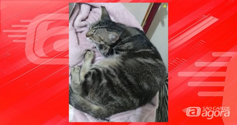 [ENCONTRADA] Procura-se gatinha Lucy que desapareceu na região da Vila Marina - 