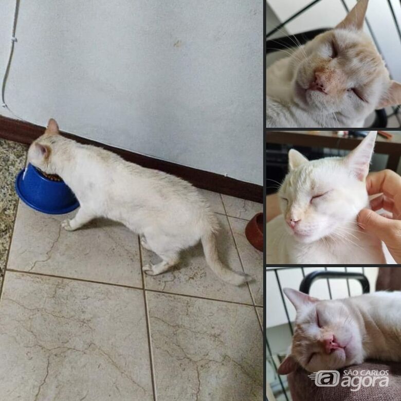 Procura-se gatinho Pecs que desapareceu na região do Santa Felícia -