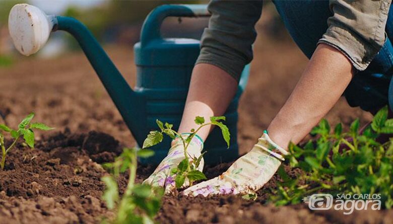 Secretaria de Trabalho abre inscrições para cursos de jardinagem e de eletricista - Crédito: Divulgação