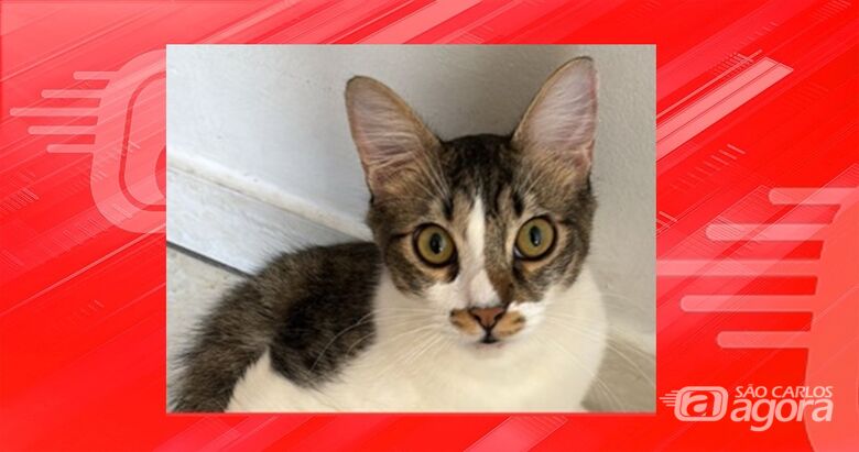 Procura-se gatinho Mochi que desapareceu na região do Jardim Bandeirantes -