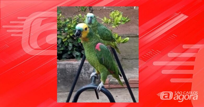Procura-se papagaio Micaias que desapareceu na região da Vila Prado - 