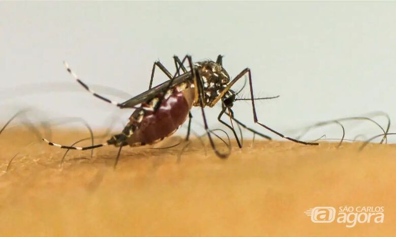 Mosquito da Dengue - Crédito: Agência Brasil