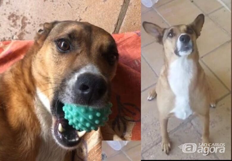 Procura-se cachorro Amendoim que desapareceu na região da Vila Prado - 