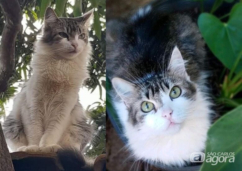 Procura-se gatinha Amora que desapareceu na região do Paulistano - 