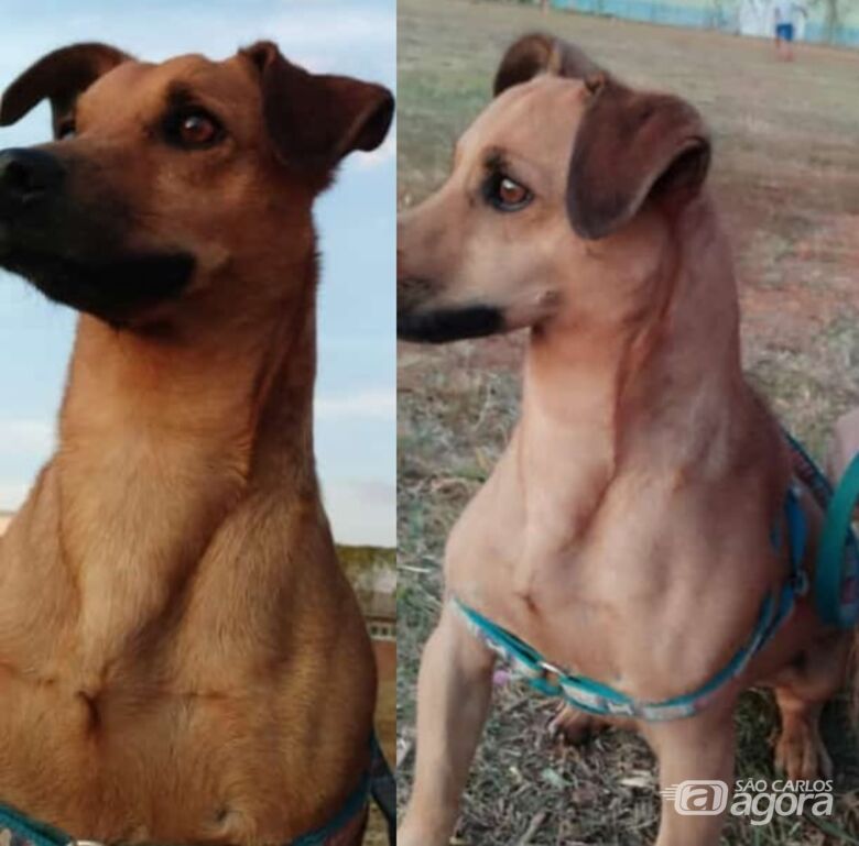 Procura-se cachorrinho Totó que desapareceu na região do Aracy 2 - 