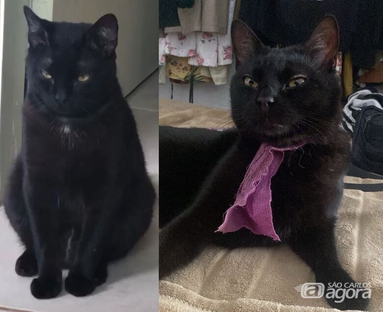 Procura-se gatinho Haka que desapareceu na região do Cidade Jardim -