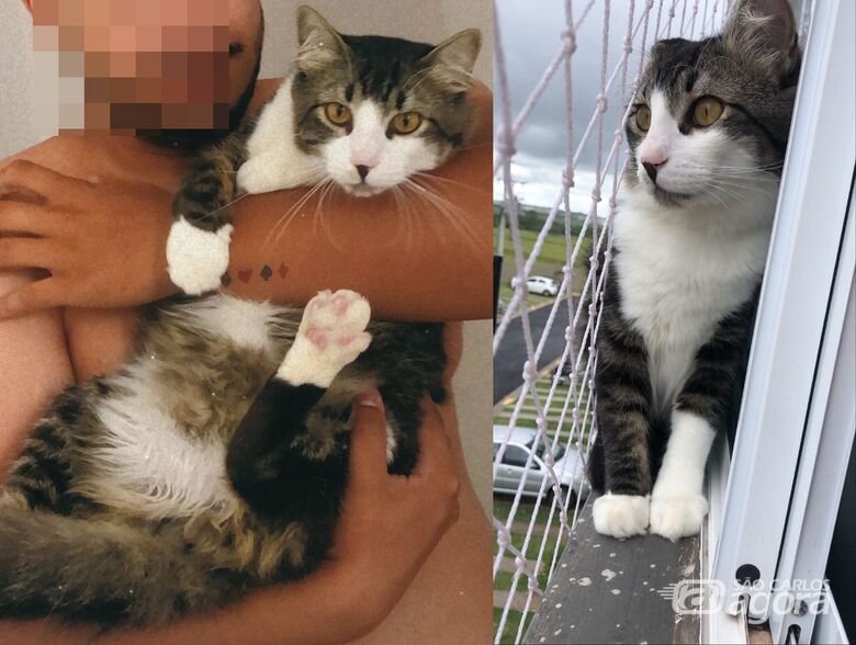 Procura-se gatinho Rodolfo que desapareceu na região do Paulistano - 