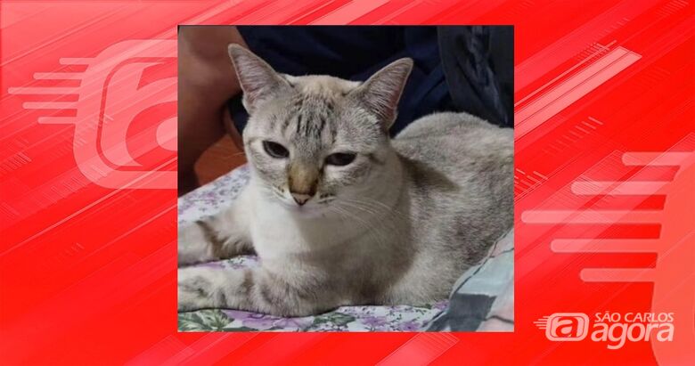 Procura-se gatinha Pitica que desapareceu na região do Mirante do Bela Vista -