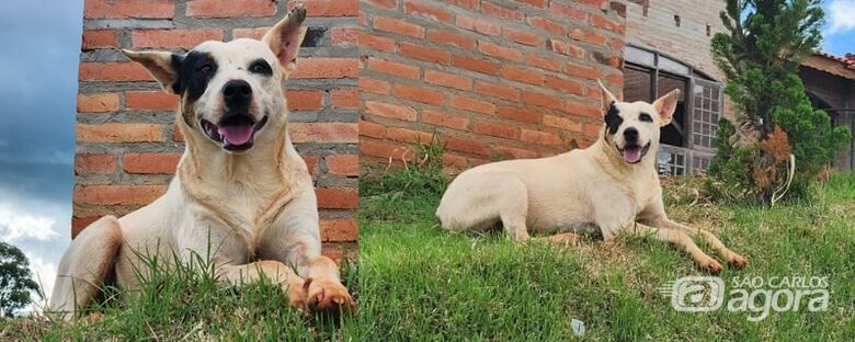 Procura-se cachorro Valente que desapareceu na região do Posto Castelo -