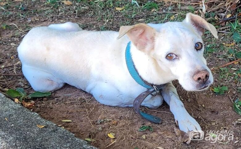 Procura-se cachorrinho Rachid -