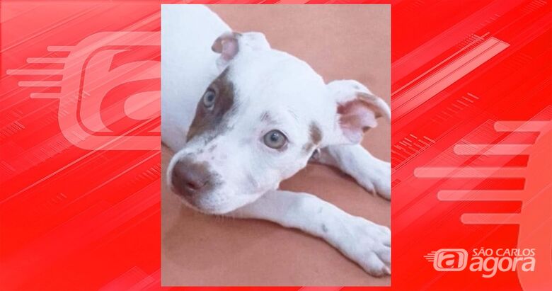 Procura-se cachorro Zeus que desapareceu do Planalto Verde -