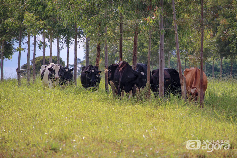 Bovinos leiteiros também serão leiloados - Crédito: Juliana Sussai