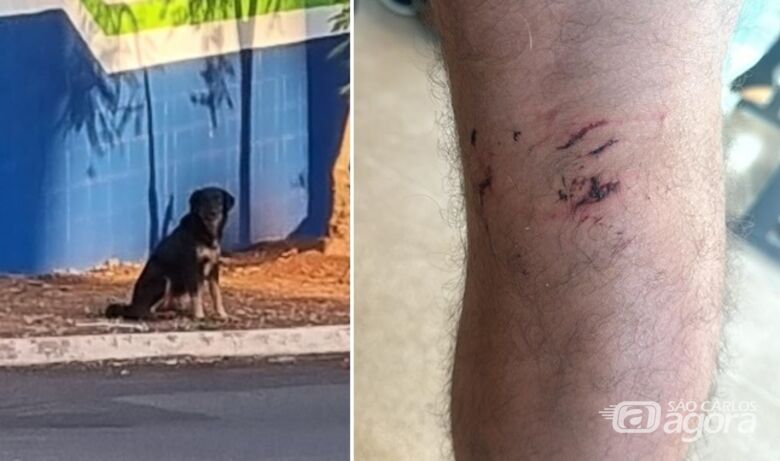 Moradores da região do Swiss Park estão sendo atacados por cães de rua - Crédito: Whatsapp SCA