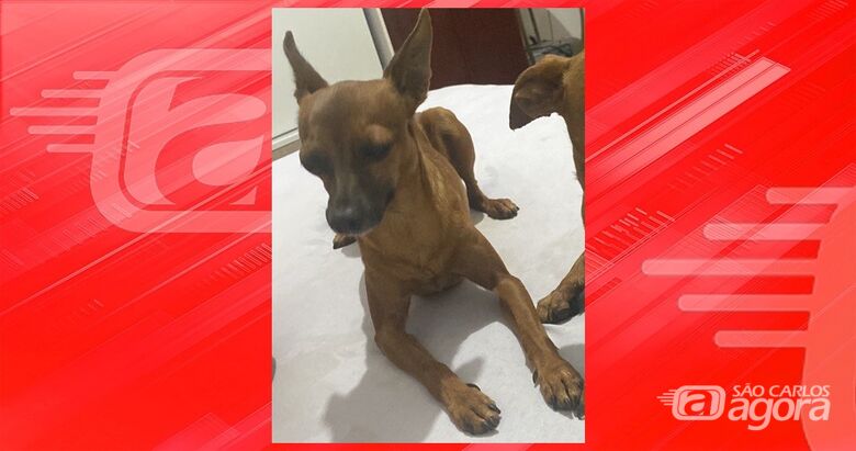 Procura-se cachorrinho Pingo que desapareceu na região do Aracê de Santo Antonio - 