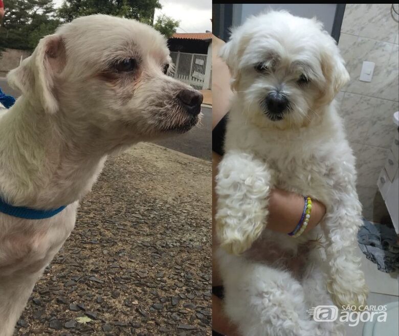 [ENCONTRADO] Procura-se cachorrinho Jhonny que desapareceu na região do Botafogo - 