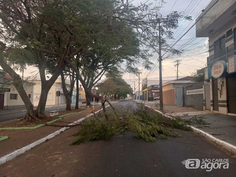 Galho caiu em uma das vias da Rua Larga e interditou o trânsito - Crédito: Divulgação