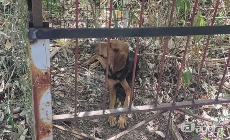 Cachorro foi resgatado pela Polícia Ambiental - Crédito: Divulgação