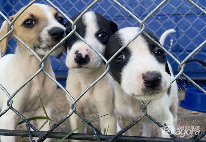 Cães feira de adoção - Crédito: divulgação