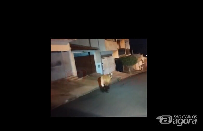 Polícia Militar encontra lobo-guará andando nas ruas do bairro Monte Carlo; veja vídeo  - 