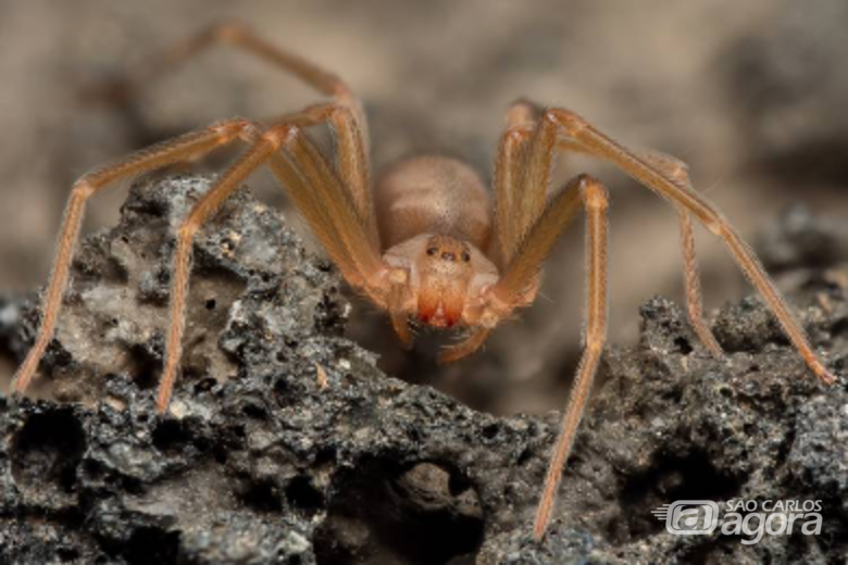 As Loxosceles rufescens não estão registradas no Brasil - Crédito: Divulgação 