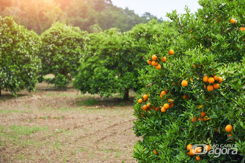 Greening afeta a citricultura e atinge cerca de 20% dos pés de fruta cultivados (Foto: Freepik) - 